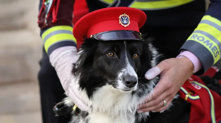 Lors d’une cérémonie, ce chien pompier reçoit une distinction héroïque et inattendue en Lot-et-Garonne