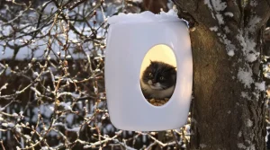 Arrêtez de jeter ce pot en plastique : les oiseaux en raffolent surtout en hiver