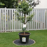 Bien choisir un arbre selon la taille de son jardin