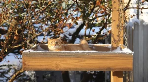 C’est à ce moment précis qu’il faut arrêter de nourrir les oiseaux, préviennent les passionnés