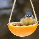 « Je l’ai posée hier, ils sont venus dès ce matin » : cette mangeoire maison à fabriquer en 5 minutes est un vrai aimant à oiseaux