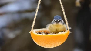 « Je l’ai posée hier, ils sont venus dès ce matin » : cette mangeoire maison à fabriquer en 5 minutes est un vrai aimant à oiseaux