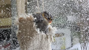 “Les oiseaux vont vous dire merci !” : ce DIY à faire en 10 secondes va leur être d’un précieux secours cet hiver