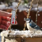 Les passionnés d’oiseaux le guettent chaque année : ce signal qui indique qu'il faut réduire la quantité de graines