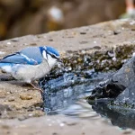 Oiseaux du jardin : quand l’eau gèle, cette astuce à 0 € leur sauve l’hiver (et dévoile un enjeu clé en station de ski)