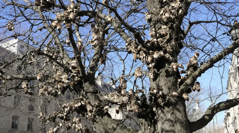 Perruches vertes : d'où viennent ces oiseaux exotiques qui ont colonisé Paris et toute l'Île-de-France ?