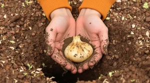 Plantez-les maintenant : ces fleurs reviennent chaque année et vont vous émerveiller