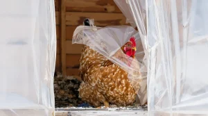 Pourquoi de plus en plus d’éleveurs installent un rideau dans leur poulailler en hiver (et ce que ça change vraiment pour la qualité de leurs œufs)