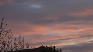 Rouges-gorges au jardin : ce soir, mettez dehors cet aliment de base à 3 centimes, que la plupart des jardiniers oublient
