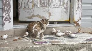 Une dame âgée ouvre sa porte en pleine vague de froid et découvre une chienne abandonnée avec ses 5 chiots transis