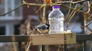 Voici comment une bouteille plastique devient une mangeoire parfaite pour les oiseaux